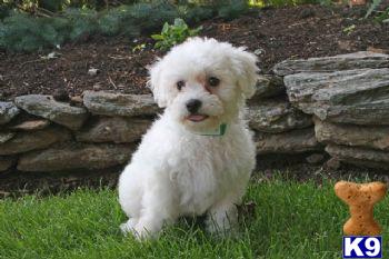 Bichon Frise Puppies for Sale